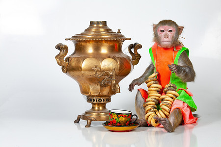 猴子模型素材猴子茶工作室宠物晶须动物害虫爪子眼睛尾巴鼻子控制背景