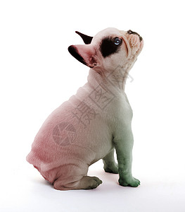 法国的斗牛犬在白色上被孤立红色绿色宠物小狗背景图片