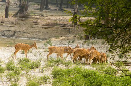书上画着小鹿一群小鹿或 Chital 有蹄反刍哺乳动物  鹿科 在风景如画的绿色森林后方发现 Bhadra 野生动物保护区 卡纳塔克邦 西高背景