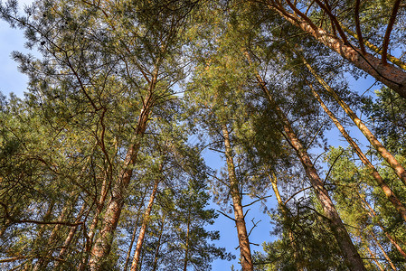 寻找森林  绿树枝叶子环境绿色松树场景美丽植物群天空背景图片