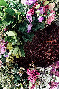 花朵多彩玫瑰花柔焦紫色花园叶子植物学摄影美丽粉色玫瑰背景图片