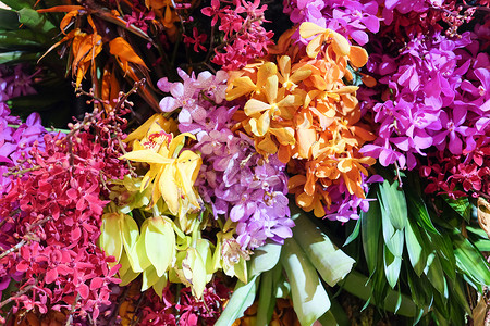 花朵多彩植物季节紫色植物学粉色玫瑰花兰花雏菊花园摄影背景图片