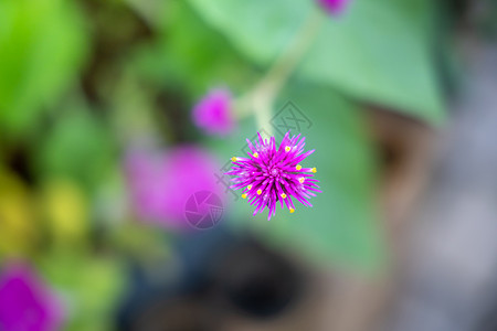 五颜六色的花的背景图片植物季节植物群粉色花束花瓣紫色宏观生长背景图片