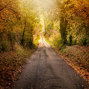 秋天在路上季节性的沃尔奇高清图片
