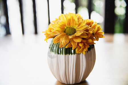 陶瓷盆中鲜彩小太阳花  背景用黄花装饰花盆脆弱性生长植物群花瓣礼物花束植物盆花植被背景图片