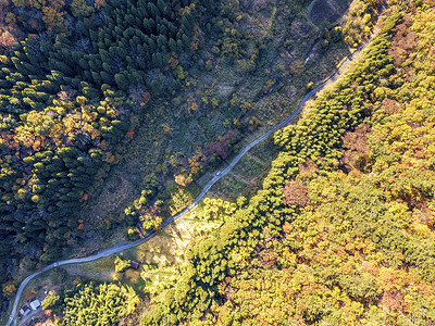 彩色的叶子天空大崎红色树叶峡谷黄色旅游绿色立尺旅行背景图片