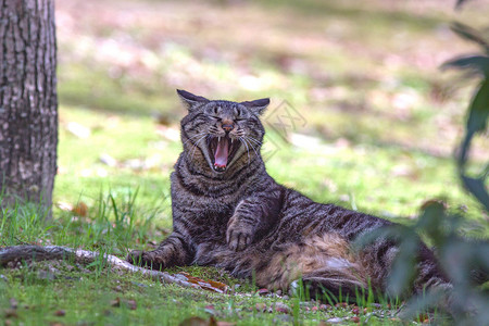 户外的猫打哈欠小猫黑色野生动物毛皮森林流浪哺乳动物绿色动物群宠物荒野背景