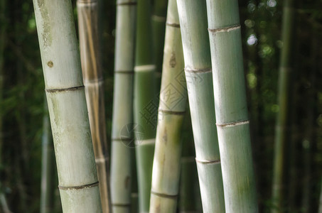 绿竹林模式 特写树林植物园艺森林热带树干植物学墙纸收获花园背景图片