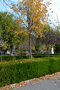 公园1号小巷的秋天诗背景图片
