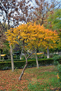 公园小巷的秋诗 4背景图片