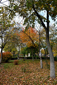 卡拉拉西市公园的秋季呼吸背景图片