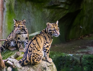 猫变豹子猫科风景高清图片