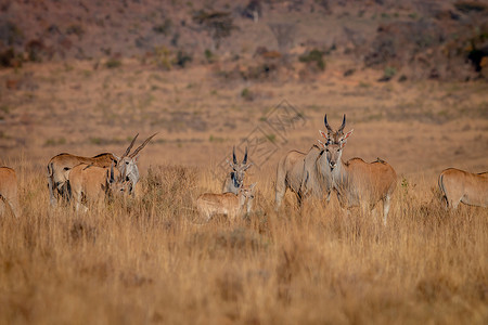 反刍动物非洲牛角高清图片