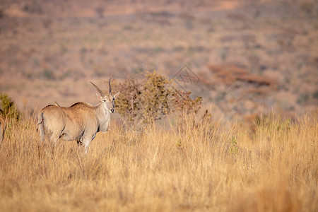 高鼻羚羊以兰站在高草地上国家哺乳动物动物喇叭偶数小牛动物学旅游大草原反刍动物背景