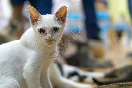 流浪的猫生活饥饿的坐着高清图片