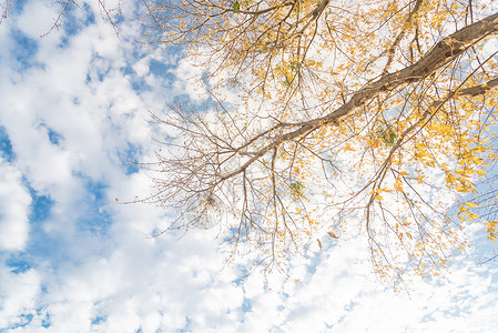 在达拉斯的秋天秋天 黄黄色的山坡秋叶几乎全光树叶叶子背光天篷晴天木头换季山毛榉落叶阳光框架背景图片