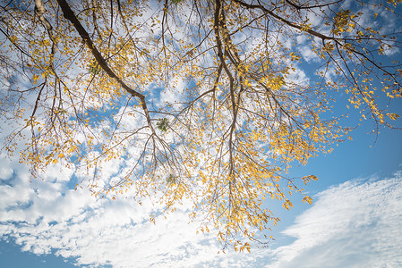 在达拉斯秋天的秋季 仰望着山坡秋叶的景象框架换季木头橡木阳光森林小路公园落叶叶子背景图片