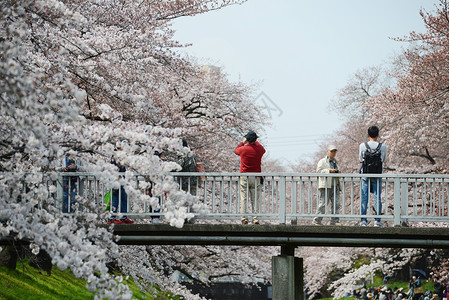 三川樱花花白色植物蓝色绿色天空粉色季节花园高清图片