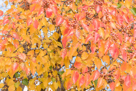 美国布拉德福德梨或梨树的绿橙黄红秋叶色框架豆梨阳光彩虹墙纸树叶森林感恩花园叶子背景图片