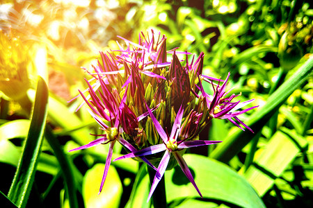 阿合麦特开花 鲜少的露出花球 美丽的画像和合着作为园艺主题的美景花园洋葱绿化边界紫色植物群树叶花瓣球形植物学背景