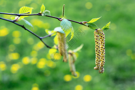 春天公园特写的桦树柳絮 对春天开花植物花粉的过敏概念森林哮喘草本植物枝条宏观季节生长照片叶子公园背景图片