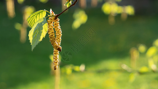 春天公园特写的桦树柳絮 对春天开花植物花粉的过敏概念植物群木头哮喘生长桦木照片公园植物学枝条季节背景图片