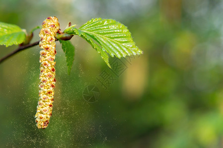 桦树花粉春天公园特写的桦树柳絮 对春天开花植物花粉的过敏概念公园森林植物群季节宏观桦木草本植物生长照片哮喘背景