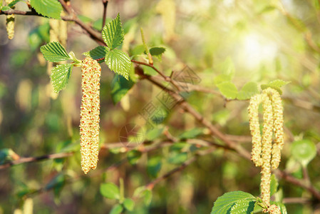 桦树花粉过敏原植物群高清图片