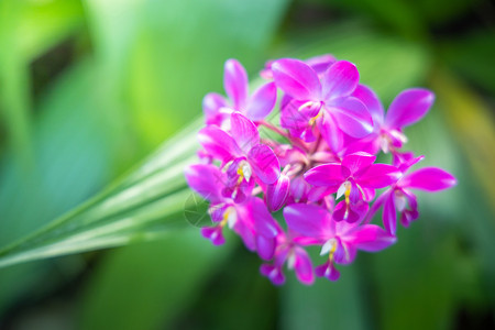 五颜六色的花的背景图片季节植物群花束美丽粉色植物花瓣紫色生长绿色背景图片