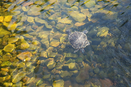 海龟在透明水中游泳高清图片