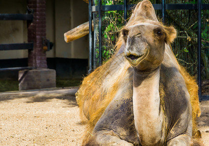 长得可爱的一对乳性骆驼 流行动物园和运输动物高清图片