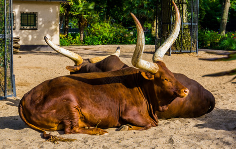 安可瓦图西夫妇 热带奶牛与美洲大角一起繁殖高清图片