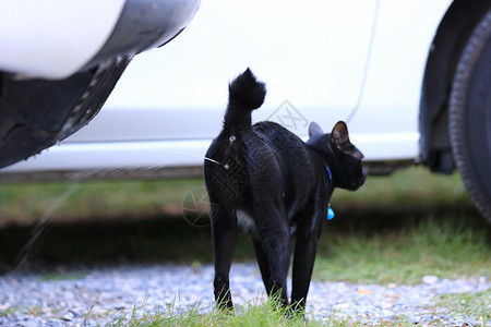 花园里黑猫黑猫在花园里撒尿 黑猫不在花盆里撒尿 概念训练猫在花盆里撒尿公寓里的概念厕所猫背景