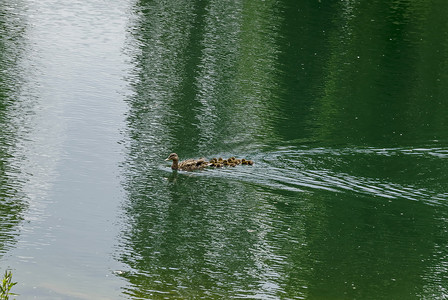 初出茅庐的一只母鸡野鸭或阿纳斯白螺 和他们用棕羽毛在湖边游泳的鸭子背景