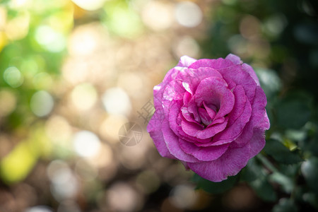花园里的玫瑰花花瓣粉色日光植物群玫瑰树叶绿色情人背景图片