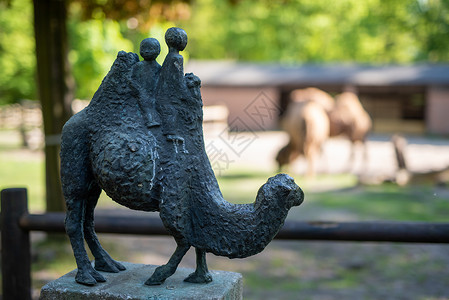 骆驼和小骆驼被带入公园的照片木头单峰眼睛农村动物降雪外套森林宠物毛皮背景图片
