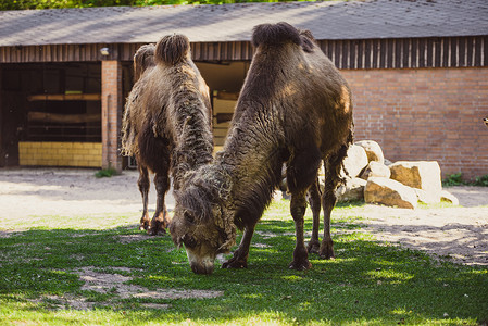 骆驼和小骆驼被带入公园的照片棕榈农村动物木头乐队动物园外套旅行毛皮眼睛背景图片