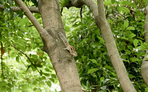 条纹啮齿动物土拨鼠花栗鼠松鼠 松鼠科飞鼠科树栖物种 在树干上发现了狩猎心情 动物行为主题 野外背景中的动物风光尾巴阳光热带花栗鼠背景图片