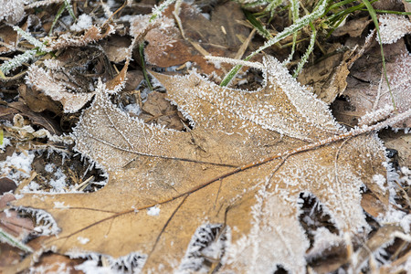 地上覆盖着秋天晨霜的干叶 冻结高清图片