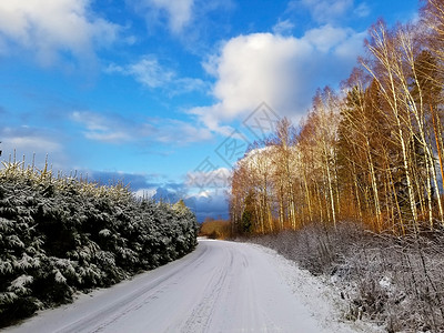毛相林可以看到一条覆盖着雪和冬季支桥的公路 以及一片与蓝天相抗撞的树苗林背景