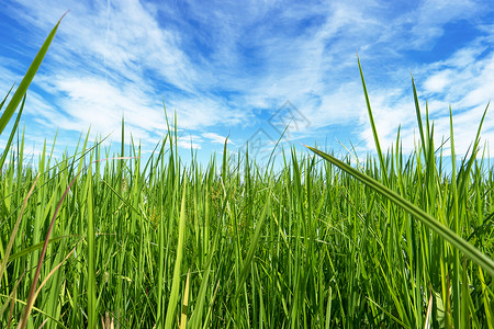 草草和天空的景观绿色场地背景图片