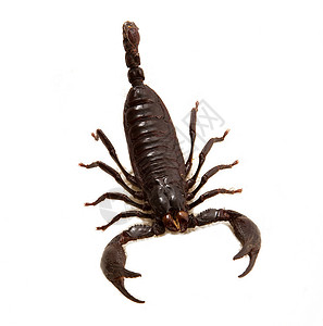 白色背景的孤立蝎子黑色昆虫背景图片