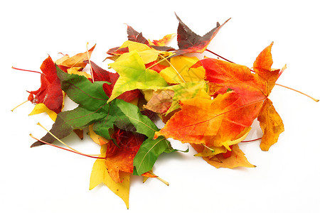 白色背景的有色叶子红色季节拼贴画季节性树叶生物概念黄色分支机构植物学背景图片