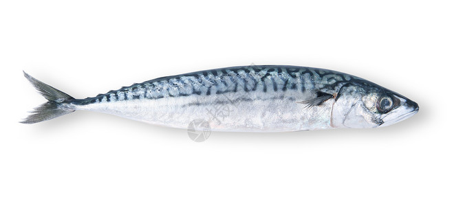 白色背景的新鲜竹鱼收成海鲜概念食物饮食市场背景图片