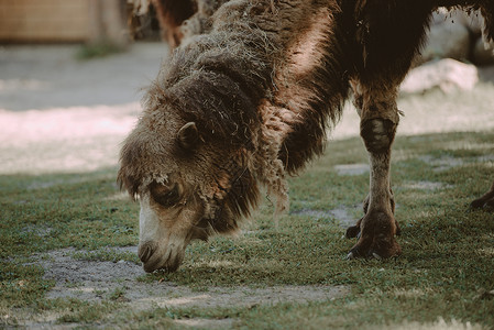 骆驼和小骆驼被带入公园的照片农村毛皮单峰宠物旅行外套荒野木头棕榈天空背景图片