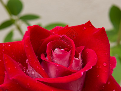 枚红色花瓣雨红色玫瑰花的缝合 背景模糊背景