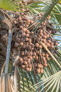 马卡拉尼棕榈的种子高清图片