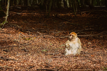 巴巴利猕猴巴巴里猕猴休息高清图片