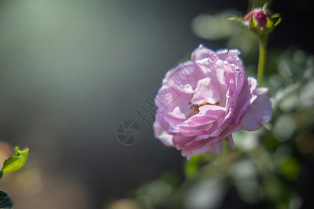 花园里的玫瑰花粉色树叶日光绿色花瓣情人植物群玫瑰背景图片