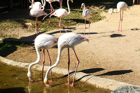 动物园里的火烈鸟野生动物荒野动物花园白色背景图片